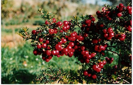 Gaultheria mucronata Bell's Seedling